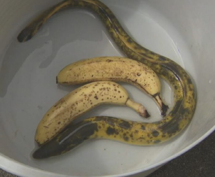 An eel that looks like a banana one in 100,000 is caught...A symbol of good luck?
