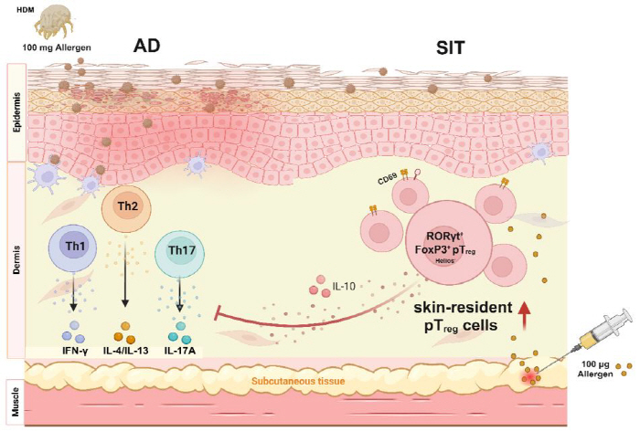 Identifying Cells Mediating the Effect of Immunotherapy for Atopic Dermatitis...Specific regulatory T cells inhibit pathogenic immune cell activity