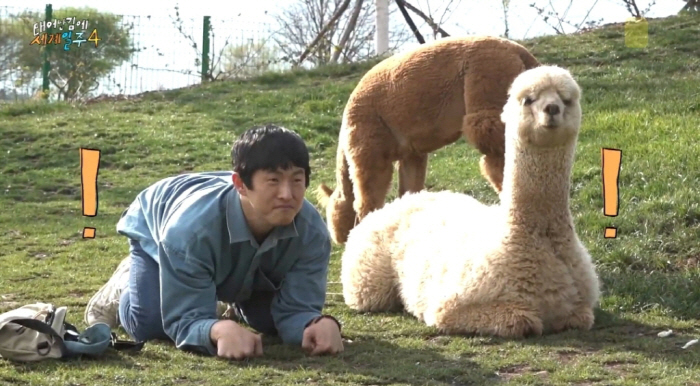 Dex parting → 'Sorry about the alpaca incident' Lee Si-eon and Gian 84, complete the alpaca narrative (Taegye Ilju 4)