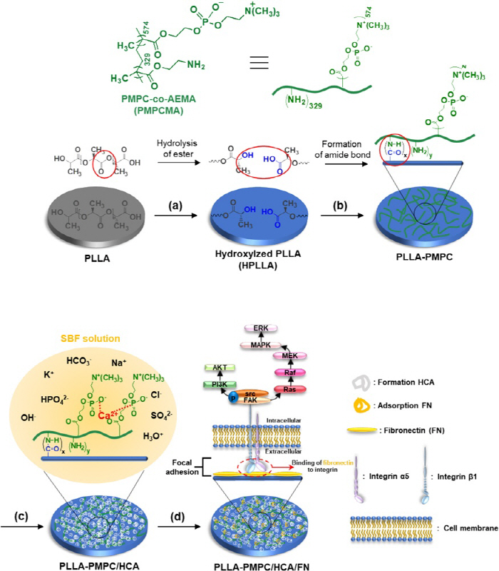 Development of a high-functioning biomaterial platform that promotes bone regeneration...Expectations for the application of regenerative care