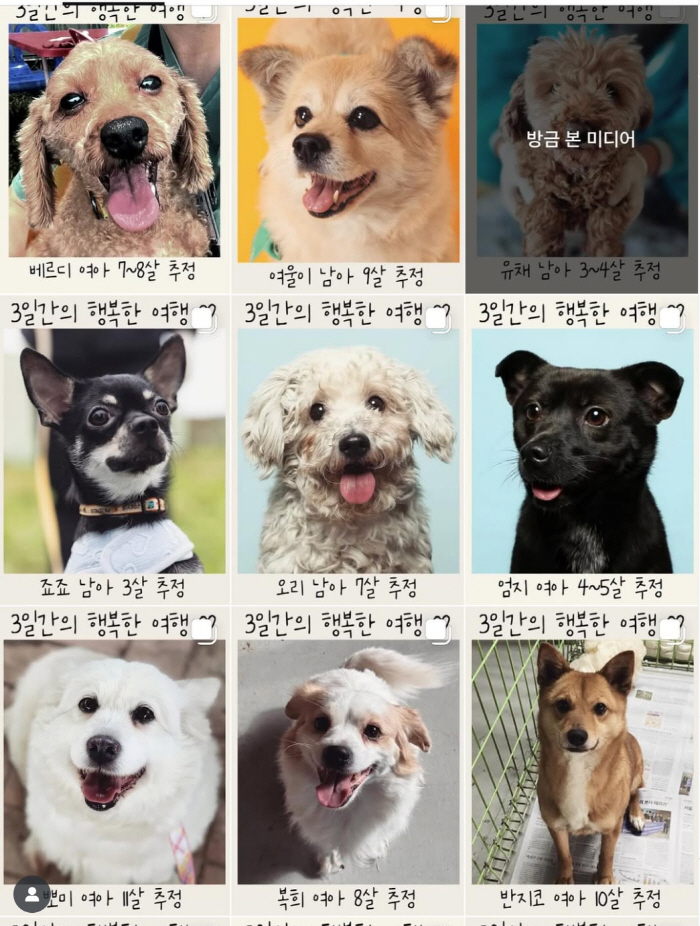 Lee Hyo-ri, Abandoned Dog Imbo SOS, 'I'll take care of a shelter with sincerity.'