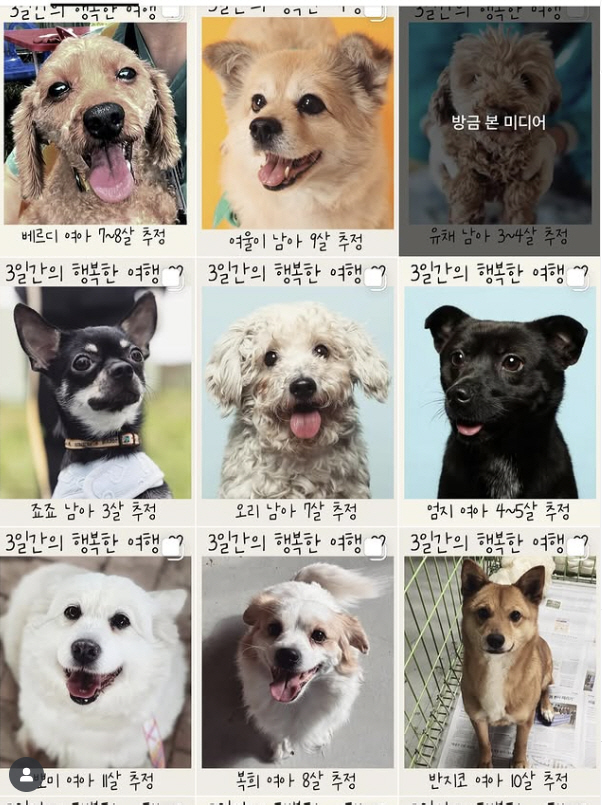 Lee Hyo-ri, First Imbo After Soon-Shim's Leave...Emergency SOS for abandoned dogs 