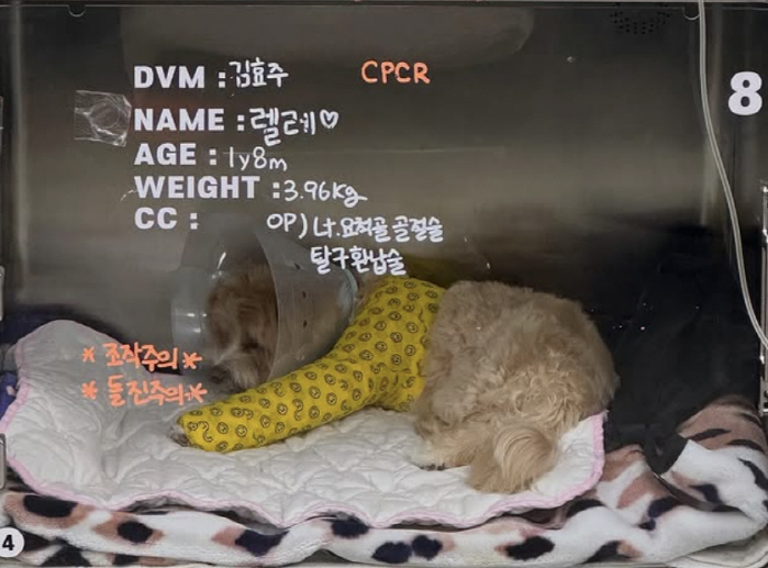 10 years younger ♥ Han Ye-seul is hospitalized for CCTV confirmation of a fall accident