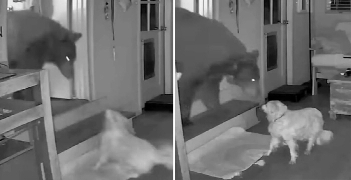 17 year old dog against bear invasion...a heroic tribute to one's actions