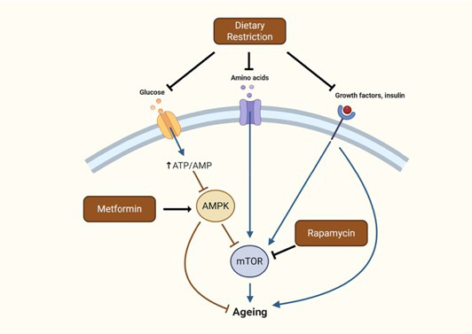 The research team's immunosuppressant rapamycin has the effect of extending dietary restrictions