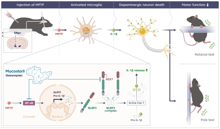 Gastrointestinal drug rebamipide, dopamine nerve cell protection...Possibility of Use in Treatment of Parkinson's Disease