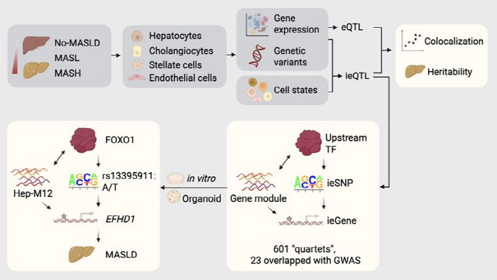Suggesting the possibility of customized treatment for liver disease...find answers on genetic maps