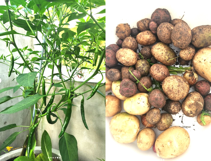 Seo White, ♥ Lim Chang Jung-pyo's mini garden will be unveiled..Steamed potatoes harvested by the kids. Happy weekend