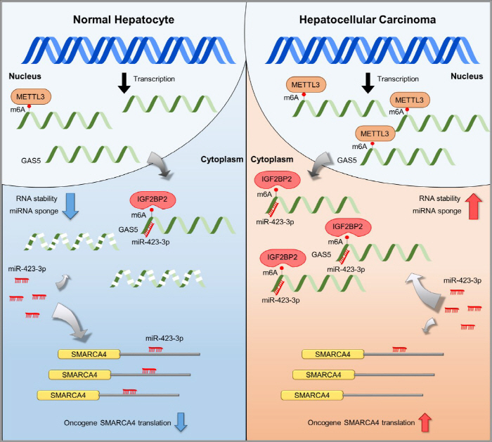 Identifying the Gene Mechanism for Promoting Liver Cancer...Expecting a New Treatment Strategy