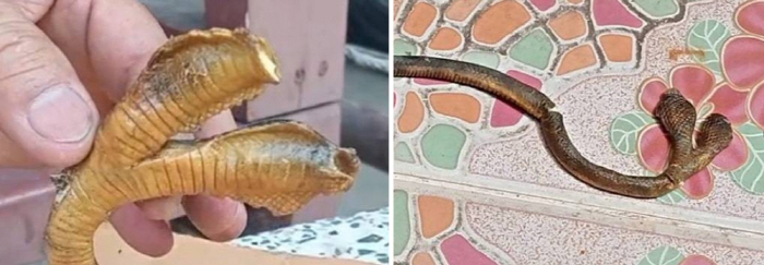 I found a snake with two heads...It's a sign of good luck?