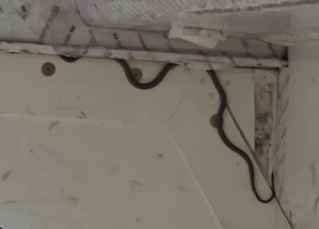 Snake found in airplane cargo compartment...a two-hour delay in takeoff