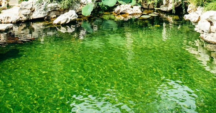 5-year-old girl who enjoys hot spring baths, has a fatality rate of up to 98% brain-eating amoeba infection