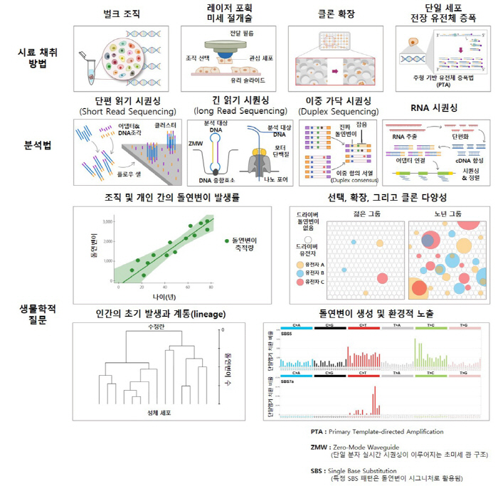 Normal human cell mutation map completed...Expect improvement in disease prediction, early diagnosis, and customized treatment