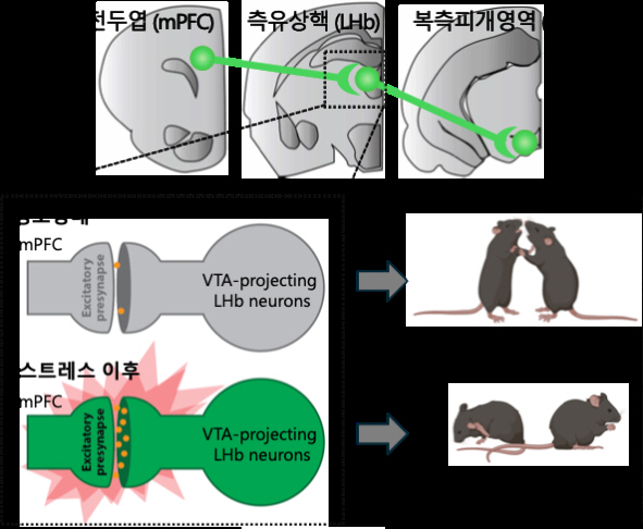 Avoid meeting depression patients, brain nerve circuit abnormalities