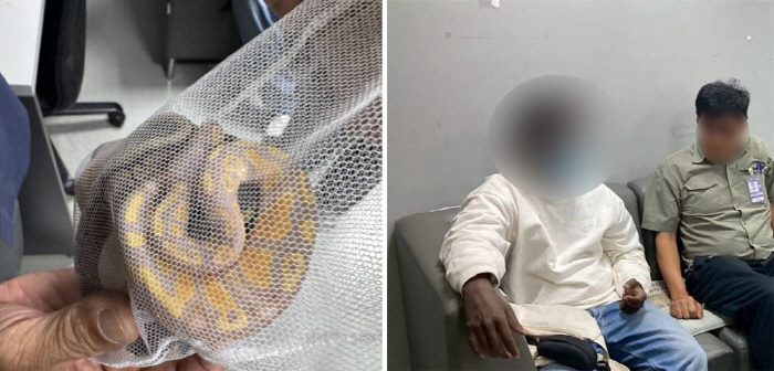 Hiding 3 living snakes in a secret place and attempting to smuggle them out