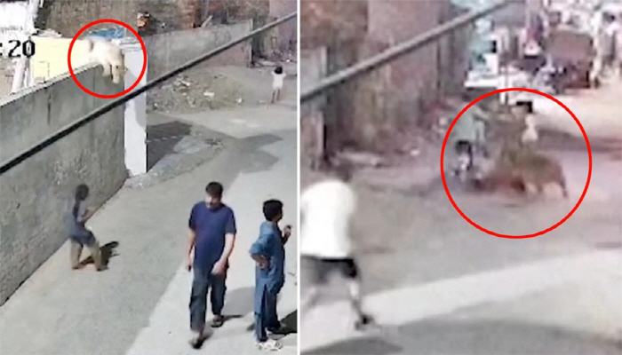 Attacking 3 family members, including a lion and a child, who escaped from a family home...The owner is controversial
