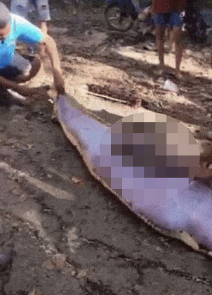 Seven-meter-long python belly bulges...Swallow a man in his 60s on his way to work