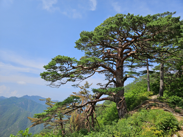 Walking in the forest is more effective in promoting health than walking in the city...It's 35% lower in negative mood and high in antioxidant effect