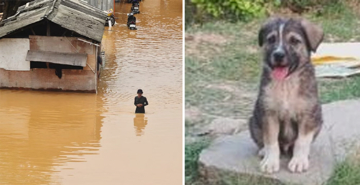 6 months old puppy dog dog dog dog dog dog...We saved the flooded villagers