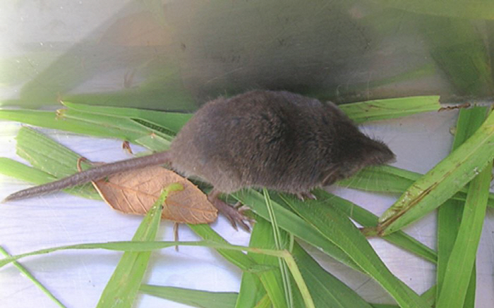 First discovery of hantavirus in Ulleungdo Island, naming Ulleung virus...Causing hemorrhagic fever in nephrotic syndrome