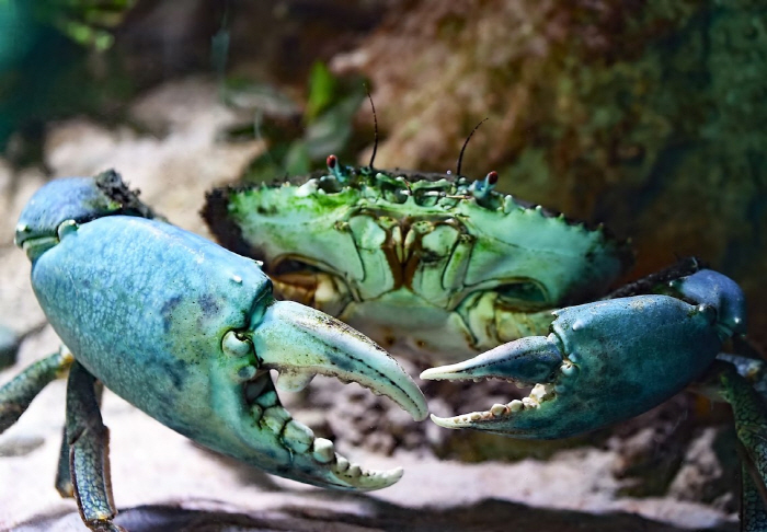 Old man stabbed in crab finger dies after 8 days, beware of infection with this disease in summer