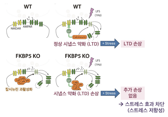 Stress Resilience Finds Clues in the Brain...Specific proteins play a key role in regulating flexible adaptive responses