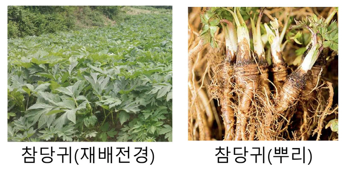 Korean native species are the first to be registered in the U.S. herbal medicine standard book, and this ingredient helps prevent aging and dementia