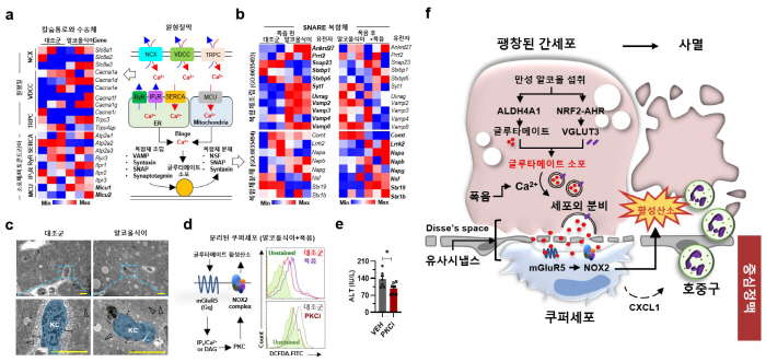 Hepatocytes talk to immune cells during binge drinking? ...World's First Identification of Key Outbreak Mechanisms for Alcoholic Liver Diseases