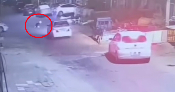 Animal hospital left on the road of a dog that failed to be treated and left to die