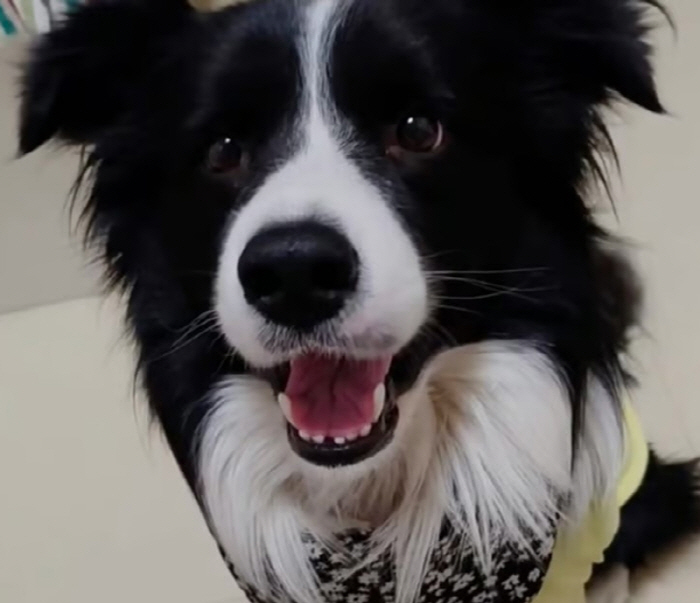 Animal hospital left on the road of a dog that failed to be treated and left to die