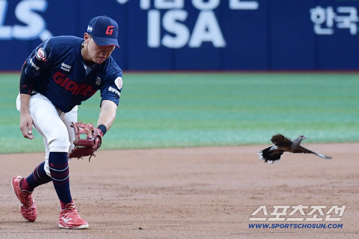 How did pigeons come into Gocheok Dome? Pleasant happening Lotte Kiwoom, pigeon flew in Gocheok Dome during the game (Gocheok site)