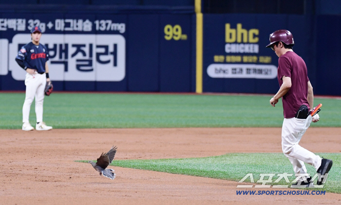 How did pigeons come into Gocheok Dome? Pleasant happening Lotte Kiwoom, pigeon flew in Gocheok Dome during the game (Gocheok site)