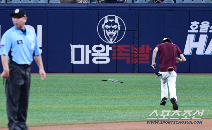 How did pigeons come into Gocheok Dome? Pleasant happening Lotte Kiwoom, pigeon flew in Gocheok Dome during the game (Gocheok site)