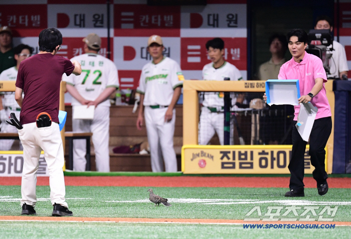 How did pigeons come into Gocheok Dome? Pleasant happening Lotte Kiwoom, pigeon flew in Gocheok Dome during the game (Gocheok site)
