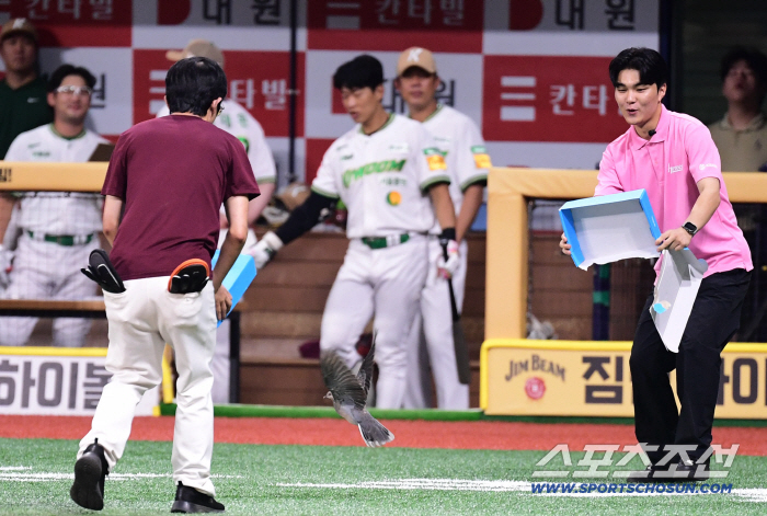 How did pigeons come into Gocheok Dome? Pleasant happening Lotte Kiwoom, pigeon flew in Gocheok Dome during the game (Gocheok site)