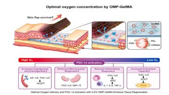 Development of Oxygen-generating Hydrogel to Help Regenerate Skin Tissue...Presenting the possibility of smart biomaterials