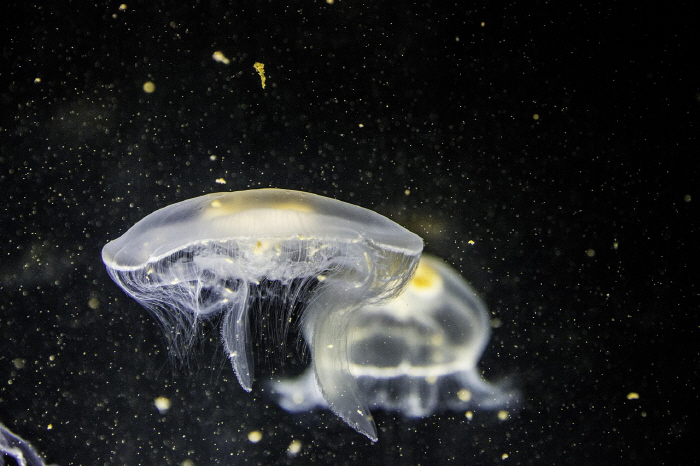Jellyfish mass outbreak crisis warning issued...Do not wash alcohol when stung