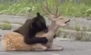 Bear Shock Hunting With Deer's Neck on the Road...due to a lack of food