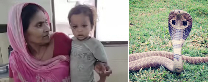 A one-year-old boy, bite a snake cobra and kill him