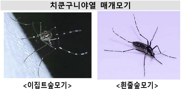 The spread of the Indian Ocean and Guangdong Province What is the legal infectious disease Chikungunya fever…Forest Mosquito Watch