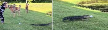 Crocodile's cute revenge on the woman who threw her shoes...be cheap to get hit by