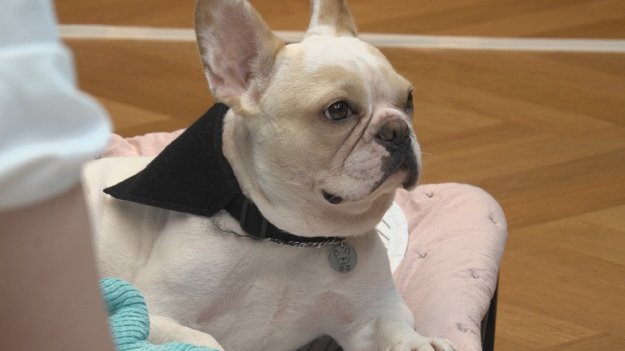 Kang Hyung-wook is angry at the dog..'Give him up like someone else's child'. Yelling