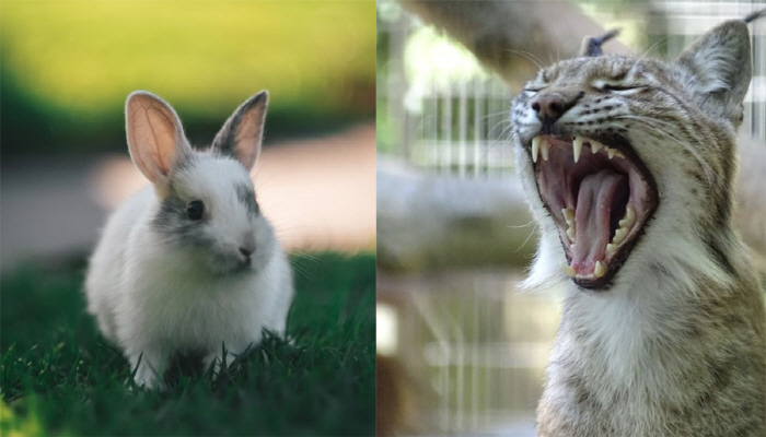 Please donate your pet...Controversy over its use as carnivore food
