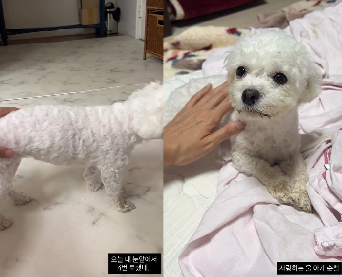 Mija to diagnose intestinal obstruction Swallows 1.5cm of foreign substances in dog laparotomy, make sure to save it