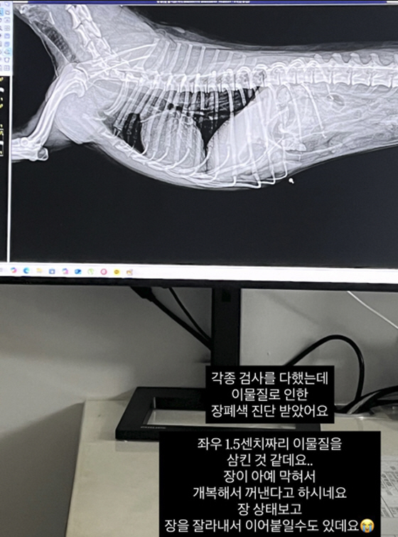 Mija to diagnose intestinal obstruction Swallows 1.5cm of foreign substances in dog laparotomy, make sure to save it