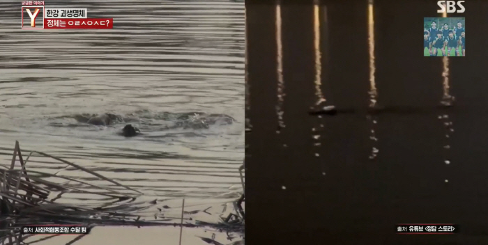 'Monster' on the Han River..Expert 'Two otters playing in the water.'