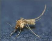 Allergy-inducing ingredients detected in some mosquito repellent...There's a small amount of carcinogens