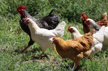 Divorced Couple, 29 Chickens Conflict...One to eat together. Solomon's verdict