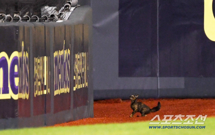  The cat that appeared during the game at Jamsil Stadium