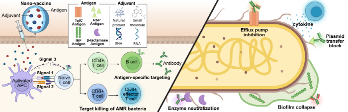 Inha University Suggests Next-Generation Vaccine Strategy...Introduction of nano vaccine technology to overcome antimicrobial resistance